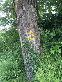 Gîtes le FLORELIEN - Image 2