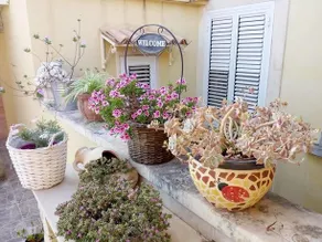 Fiori E Coccole - Image 2