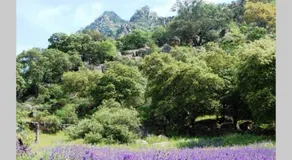 Finca al-manzil - Holiday Accommodation - Image 5