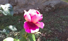 Guest House Danicic - Image 4