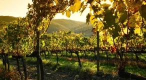 StageROOM03 - Chianti - Image 2