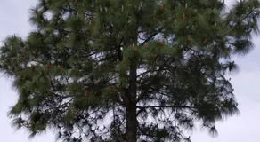 Pine Villa - Image 4