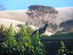 The Lookout - Image 4