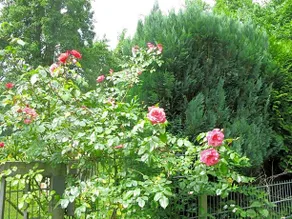 Monteurzimmer am Mühlenbach - Image 5