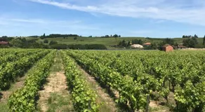 LOFT SPACIEUX - VUE SUR VIGNOBLE - 100m2 - CALME - Image 3