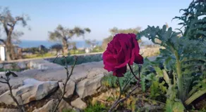 Villa Danae - Image 4