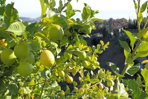 Villa Pura Vida Andalusien - Image 2