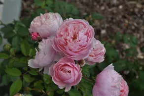 Rose & Cioccolato B&B - Image 5