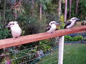Buderim Forest Hideaway - Image 3