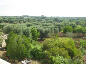 Villa Mediterranea tra gli ulivi - Image 5