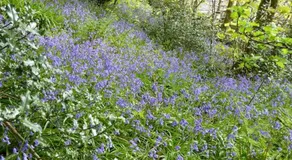 Llysyfelin - Image 4