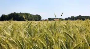 Pension & Cafe Zum Butterpatt - Image 3