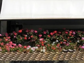 Appartamento su Residence - Image 4