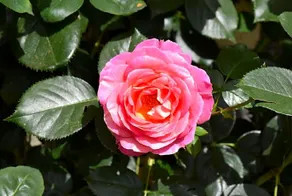 Le Cottage Mirabelle - Image 2