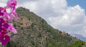 Laconian Collection "Mystras 1911" - Image 4