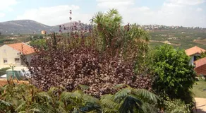 In our backyard - Metula - Image 5