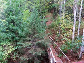 La Maison sous les arbres - Image 5