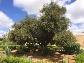 Tigmmi Bahmou - Image 5