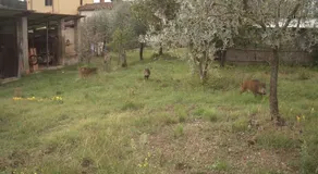 Il Torrino B&B - Image 5