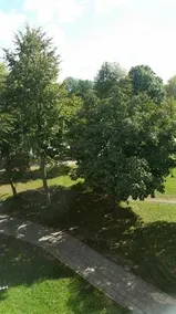 Apartamentu nuoma Palangoje - Image 5