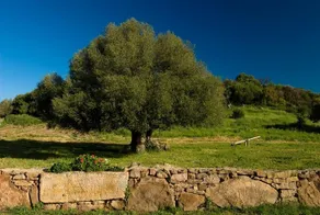 GENNA E CORTE - Image 5