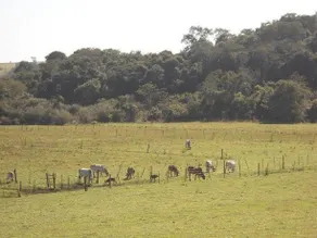 Hotel Fazenda Recanto do Monte Alegre - Image 2