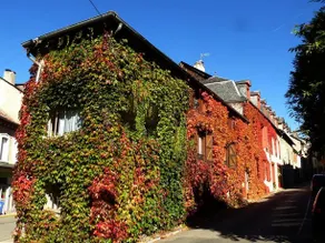La Vigne Vierge - Image 2