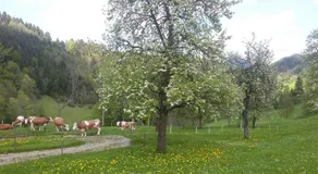 Eggbauer - Image 5
