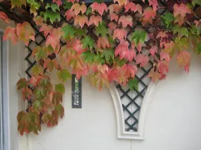 Altonlea Lodge Guest House - Image 2