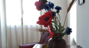 margherita - Image 5