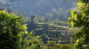 Pondok Plantation Luxury Mountain Escape Bedugul - Image 5