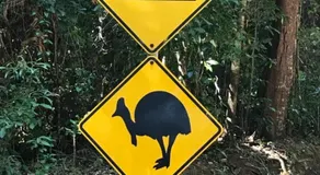 Daintree Magic - Image 2