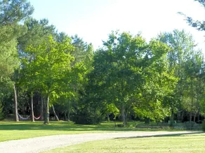 Les Pins Perdus - Image 2