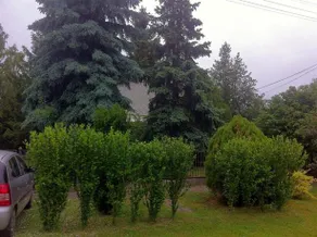Abigel Vendeghaz Berekfurdo - Image 4