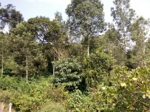 TripThrill Coorg Misty Home - Image 5