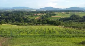 Fantastic View Vineyard Beskid Mountains - Image 2