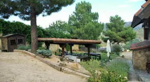 Saint Bernard - Image 4