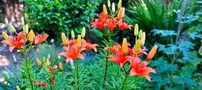 B&B Overbosch - Image 2