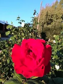B&B Il Turchese - Image 3