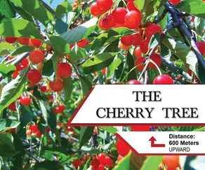 The Cherry Tree - Image 2
