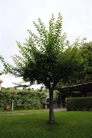 Il Susino - Image 3