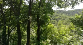 Cabin in the woods - Image 3