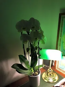 Chambre cocooning avec s.de bain prive - Image 4
