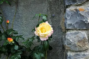 Le Rose - Image 3