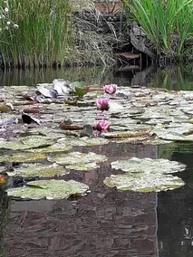 Les Hortensias - Image 3