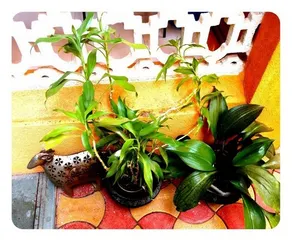 Casa Serendip Homestay - Image 3