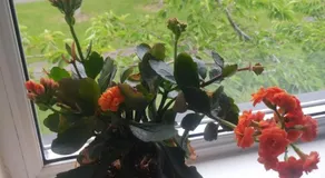 Happy guest - Image 2