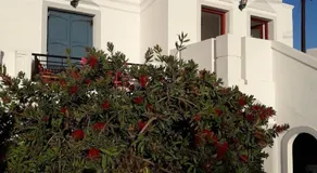 Chrysopelia Studios & Apartments - Image 3