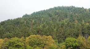 Brasov Welcome Apartments - Image 2