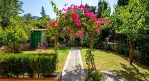 Bouganvillea - Image 4